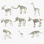 Animal Skeleton 9 in 1