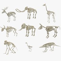 Animal Skeleton 9 in 1