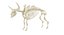 Animal Skeleton 9 in 1