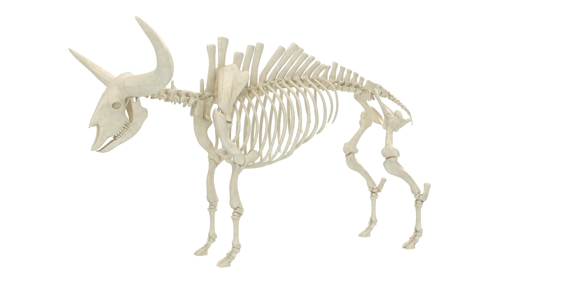 3D 9 armadillo bison https://p.turbosquid.com/ts-thumb/Qt/bouK5S/GVyXl9hT/01/jpg/1546191657/1920x1080/turn_fit_q99/a0aed18d80d0c9c31119205b6e1d5b0799d4863e/01-1.jpg