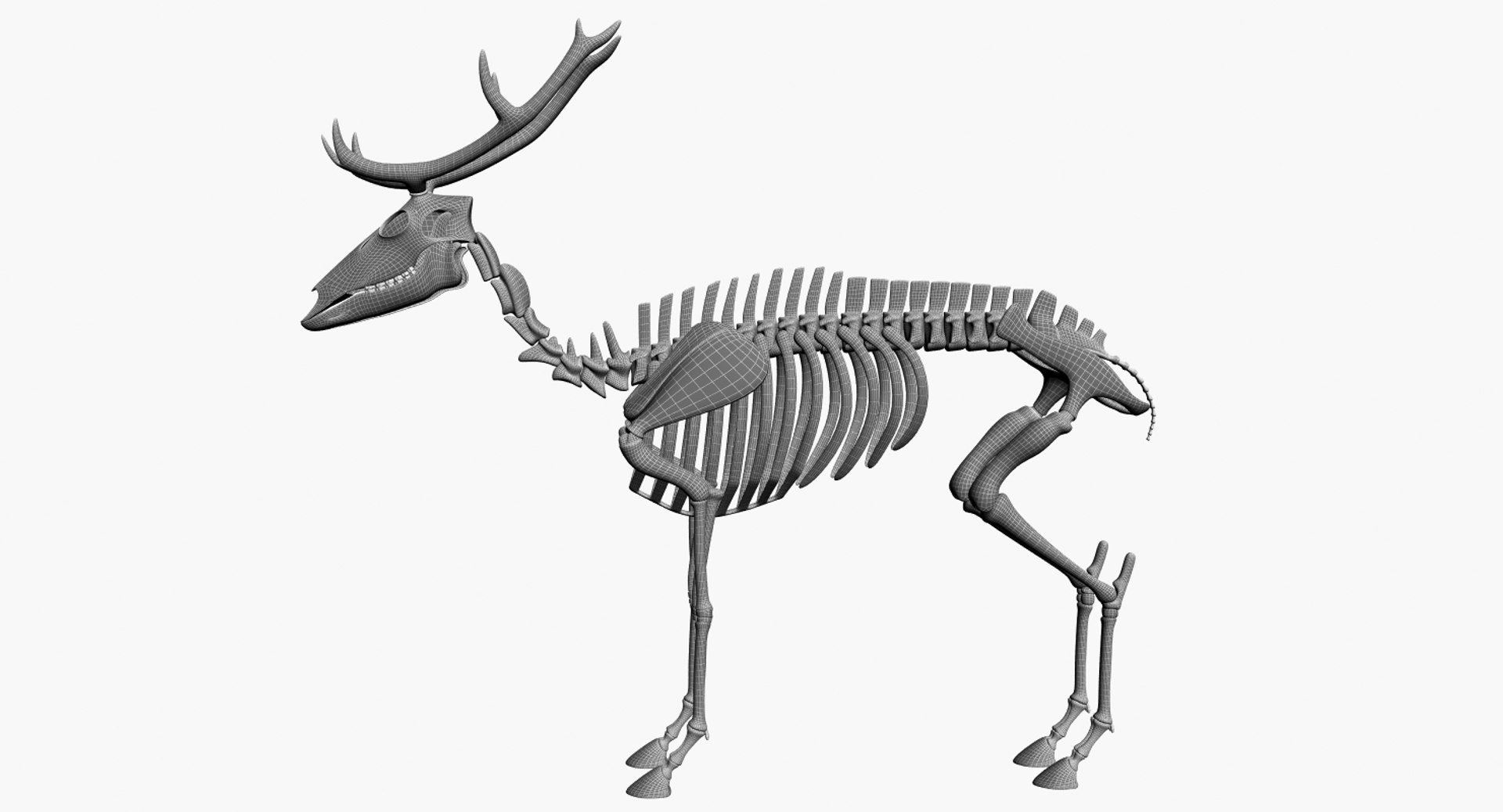 3D 9 armadillo bison https://p.turbosquid.com/ts-thumb/Qt/bouK5S/H0/h3/jpg/1667381962/1920x1080/fit_q87/cf8edca37acd501ce7747333475503972a2d1f20/h3.jpg