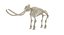 Animal Skeleton 9 in 1
