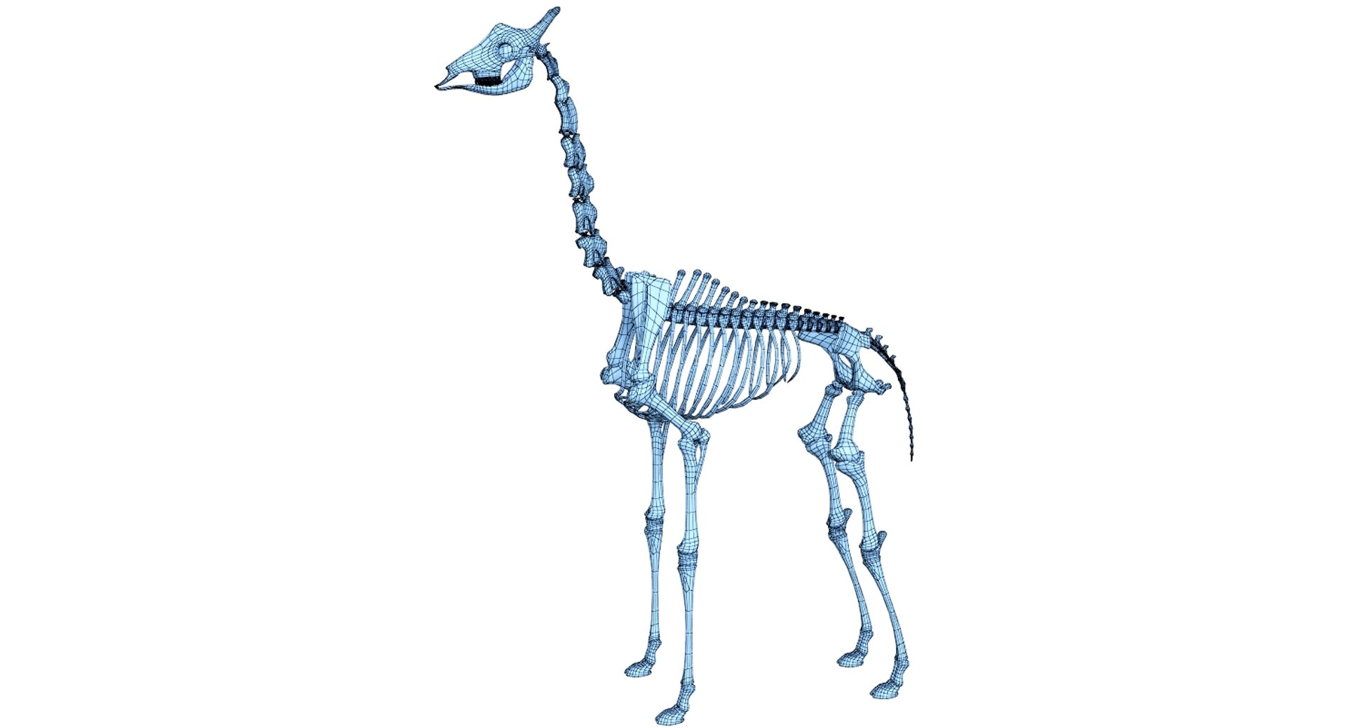 3D 9 armadillo bison https://p.turbosquid.com/ts-thumb/Qt/bouK5S/PSKkVVet/net1/jpg/1547136522/1920x1080/fit_q87/3b6a6de995820cb2340f6eea23144a80a593c609/net1.jpg