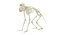 Animal Skeleton 9 in 1