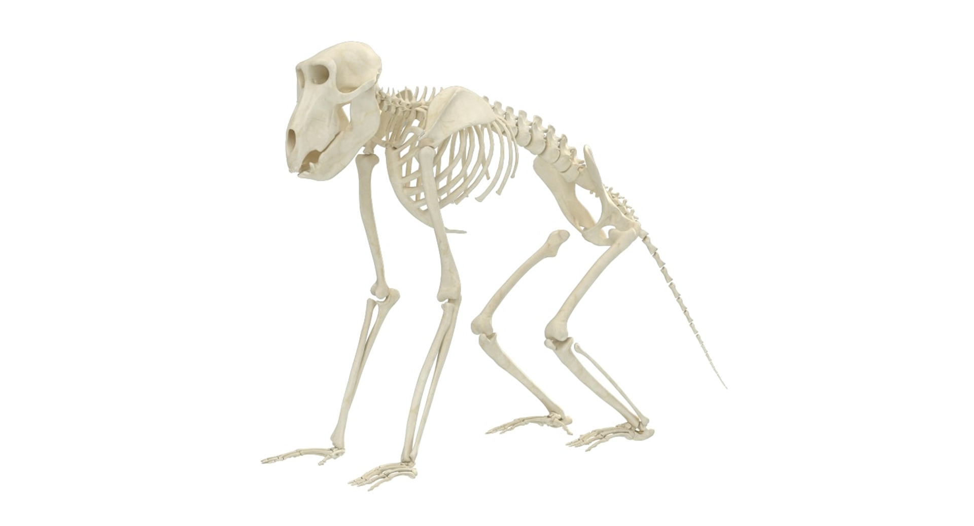 3D 9 armadillo bison https://p.turbosquid.com/ts-thumb/Qt/bouK5S/QJkpjs60/01/jpg/1546191679/1920x1080/turn_fit_q99/c1f012c4fa6e27b0f7e5a95ec0dcfa8b4f7bda8d/01-1.jpg