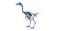 Animal Skeleton 9 in 1