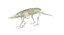 Animal Skeleton 9 in 1