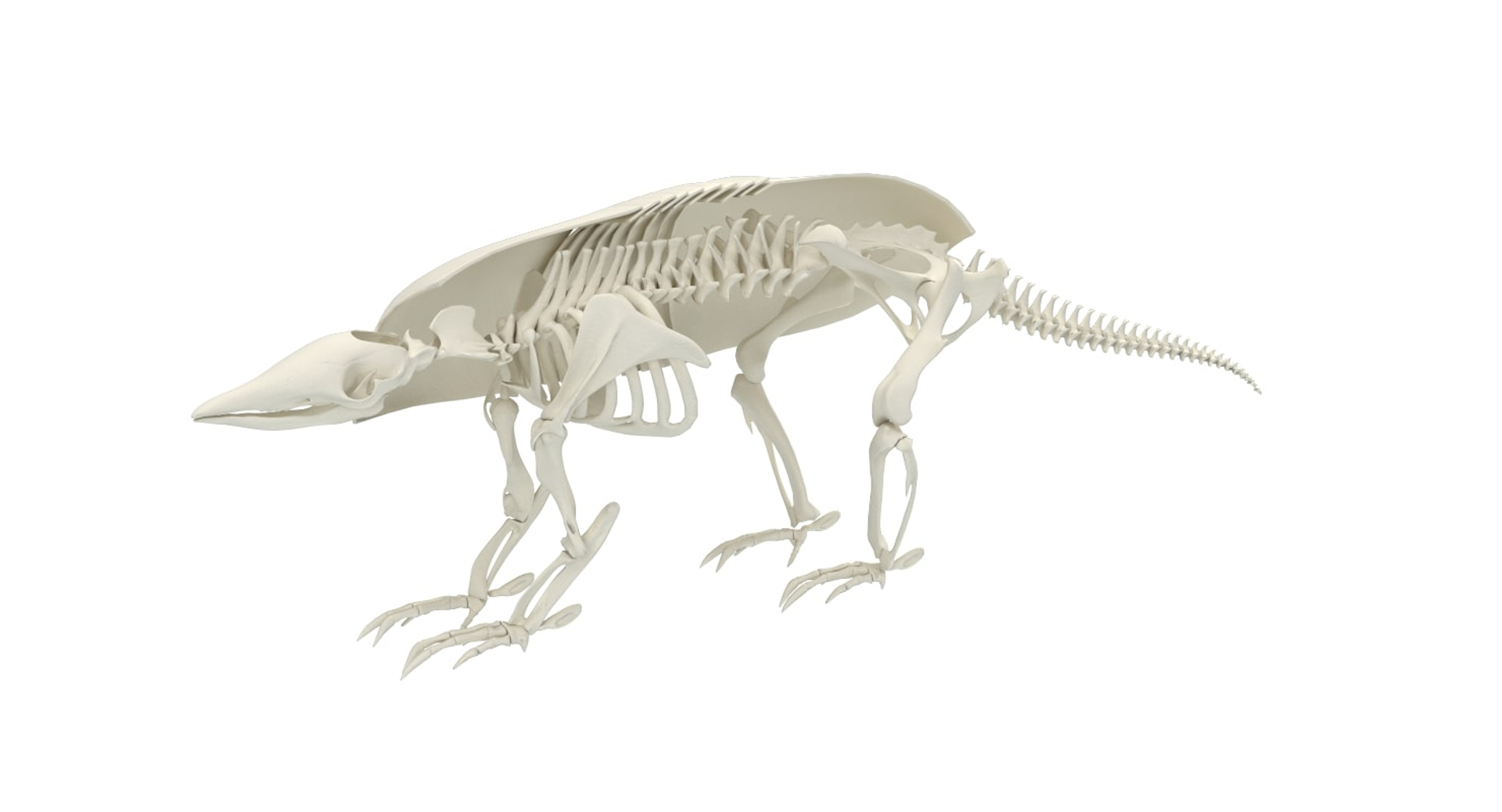 3D 9 armadillo bison https://p.turbosquid.com/ts-thumb/Qt/bouK5S/fBiDtw3u/01/jpg/1546191649/1920x1080/turn_fit_q99/7e2e46bf0420f8bee9f5eb80d4b04acda5dc8a28/01-1.jpg