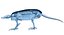 Animal Skeleton 9 in 1