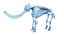 Animal Skeleton 9 in 1