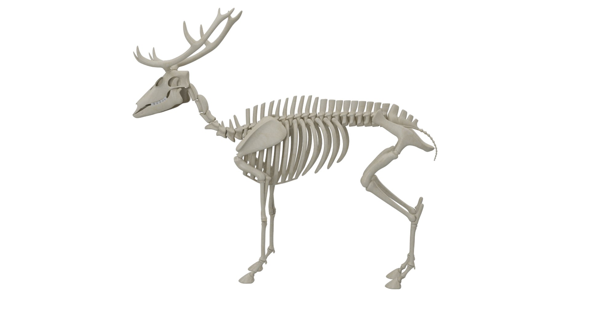 3D 9 armadillo bison https://p.turbosquid.com/ts-thumb/Qt/bouK5S/tZ/22/jpg/1667381893/1920x1080/fit_q87/274143e2d7249e761478c3524add5e2283a22ace/22.jpg