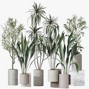 3D AV Indoor plants set 167 Aspidistra Elatior and Warneckii Lemon Lime and Mission Olive Tree model
