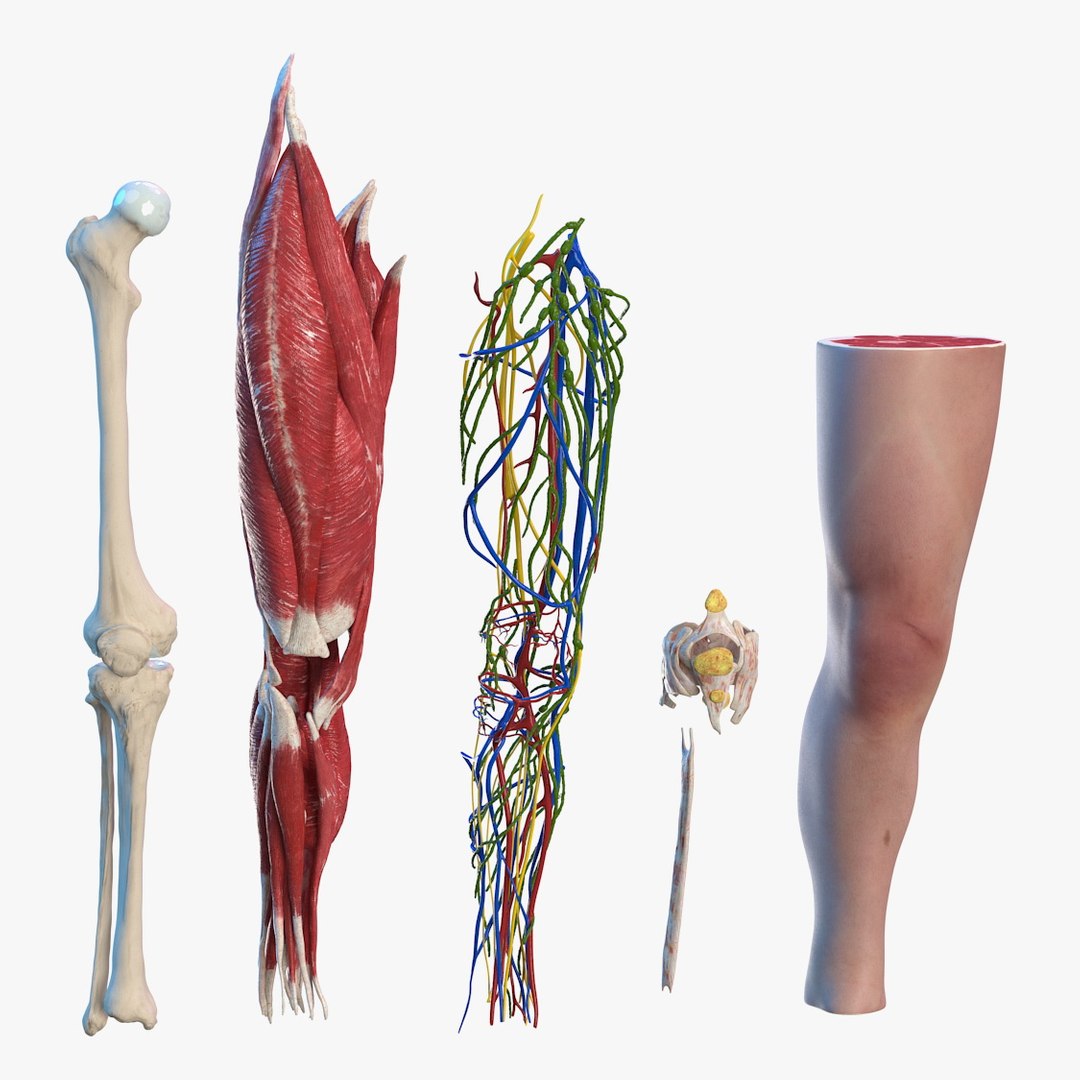 3D knee human anatomy rigged https://p.turbosquid.com/ts-thumb/Qt/dHrqg7/OdVBGzKH/knee_human_anatomy_rigged_c4d_00/jpg/1593786055/1920x1080/fit_q87/88ac228d08d1d33d095b471434e2e869e09348ee/knee_human_anatomy_rigged_c4d_00.jpg