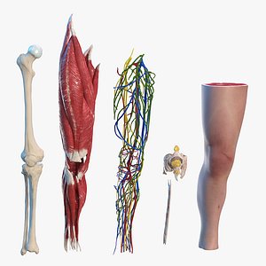 Knee Human Anatomy Rigged for Cinema 4D