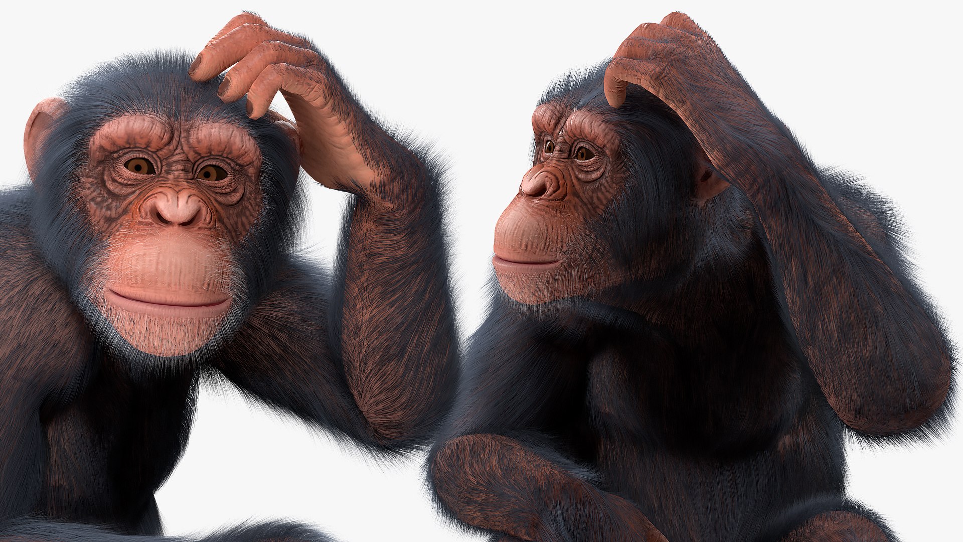 3D light chimpanzee sitting pose https://p.turbosquid.com/ts-thumb/Qt/fbutqf/1q6h6J2J/lightchimpanzeesittingposefurc4dmodel008/jpg/1566206163/1920x1080/fit_q87/08efaecb2214f0b31cdd82d40118b8ea3dc0b284/lightchimpanzeesittingposefurc4dmodel008.jpg