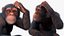 Chimpanzé léger assis pose fourrure