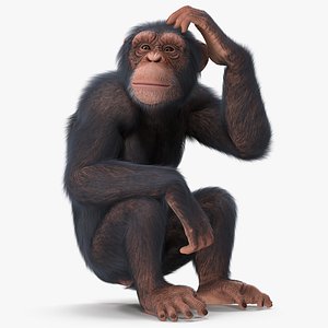3D light chimpanzee sitting pose