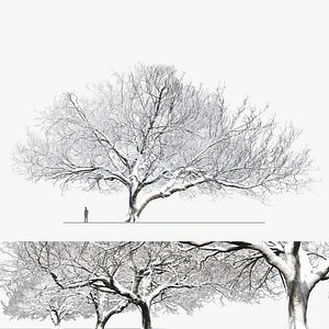 3D Winter old oak model