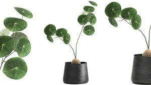 plants interior pots 3D