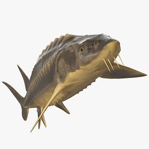 Sturgeon Fish Rigged