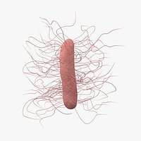 Clostridium Difficile Bacteria