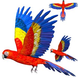 3D model Realistic Fully rigged low poly Macaw Parrot