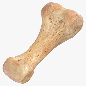 Real Proximal Phalanx Bone of Middle Toe 01
