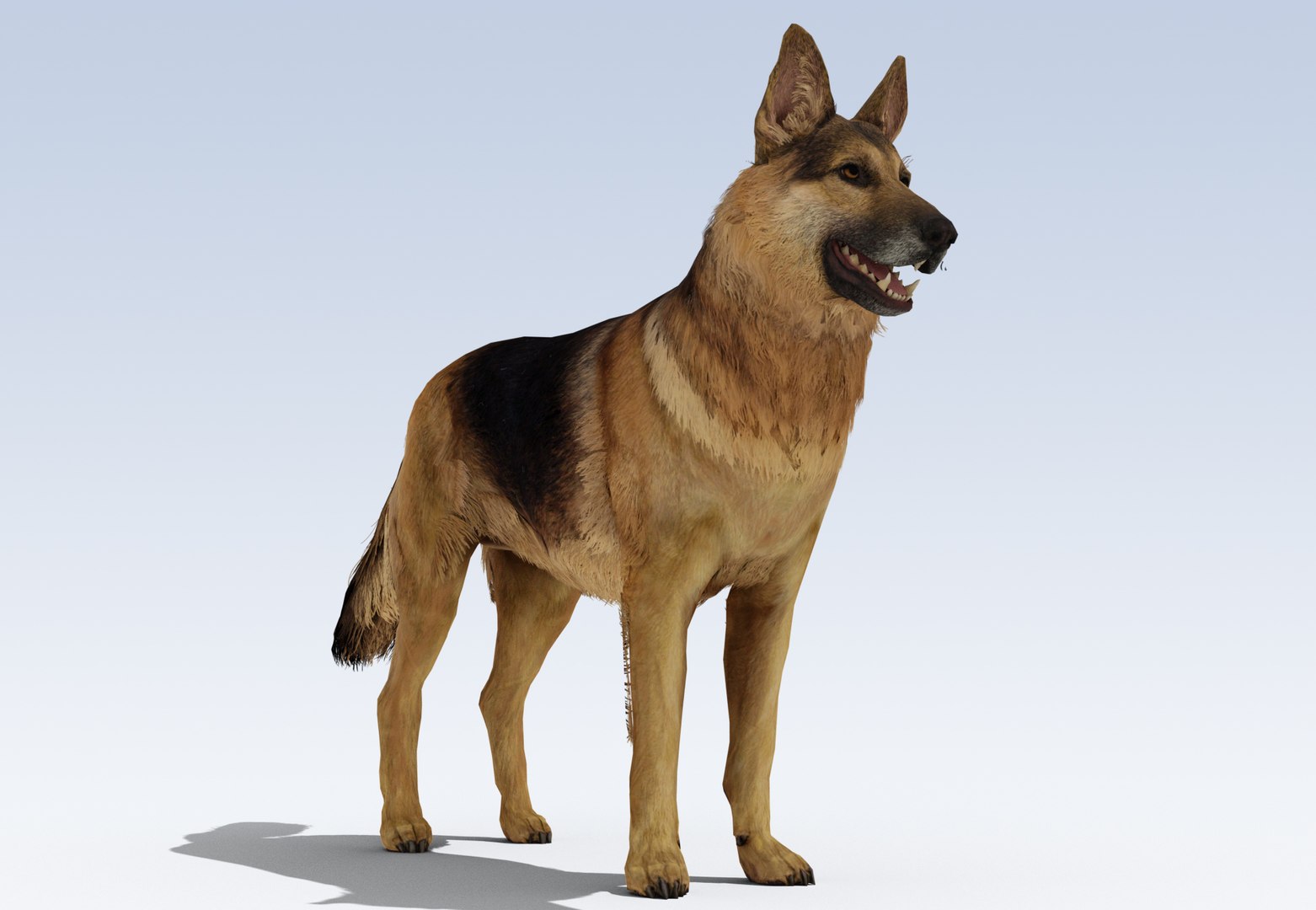 3D model German Shepherd Dog Rig https://p.turbosquid.com/ts-thumb/Qu/dLmwH9/2y/5/jpg/1684288376/1920x1080/fit_q87/a969f876e69f2408cf13201e27226ebaad075ace/5.jpg