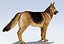 German Shepherd Dog Rig