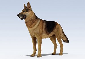 3D model German Shepherd Dog Rig