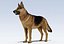 German Shepherd Dog Rig