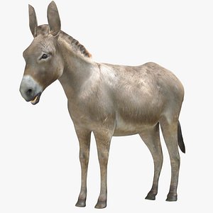 3D Donkey