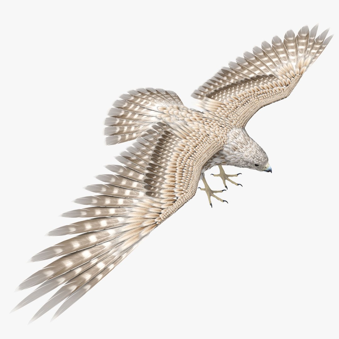 3D Falcon model - TurboSquid 2081175