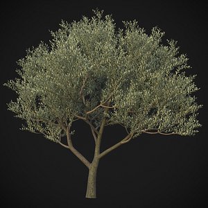 3D XfrogPlants Wolf Willow - Elaegnus Commutata