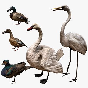 Bird Set Swan Heron Ducks Pheasant