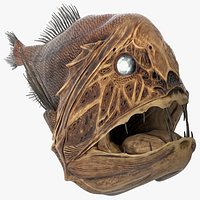 Fangtooth Fish Anoplogaster Cornuta