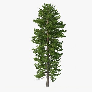 3D Picea Abies No 2 model