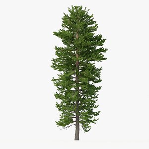 Picea Abies No 2