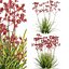 Anigozanthos flavidus - Kangaroo Paw 03 - GrowFX 3D