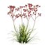 Anigozanthos flavidus - Kangaroo Paw 03 - GrowFX 3D