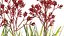 Anigozanthos flavidus - Kangaroo Paw 03 - GrowFX 3D