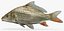 3d model cyprinus carpio common carp