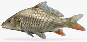 Cyprinus carpio Common Carp