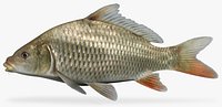 Cyprinus carpio Common Carp
