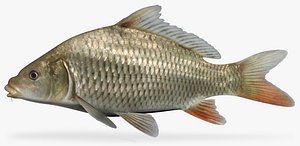 Cyprinus carpio Common Carp