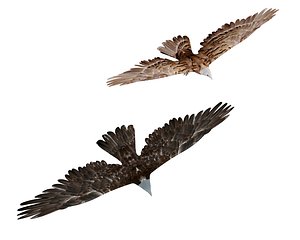 eagle hawk flying model