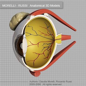 EYE SECTION