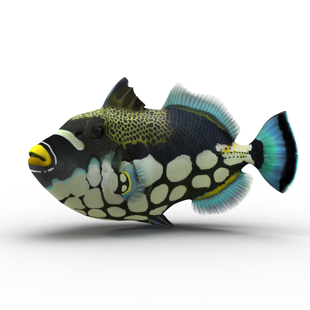 clown trigger fish pose 3d 3ds