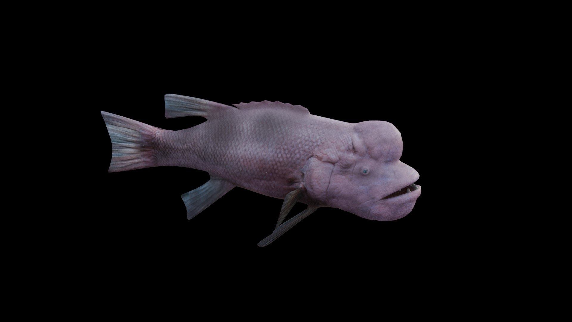 3D Bodianus reticulatus model https://p.turbosquid.com/ts-thumb/Qw/PBF2p0/6E/model0004/jpg/1762969861/1920x1080/fit_q87/88c7a8015e149e18e0bd3ab6ac0c1c02bec4f35b/model0004.jpg