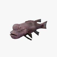 Fish Bodianus reticulatus